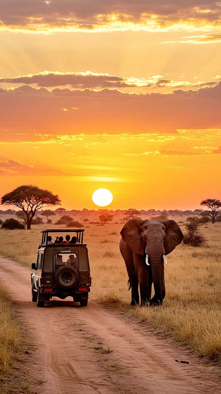 Wildlife Safaris